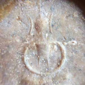 พระสมเด็จฐาน 7 ชั้น วัดอรุณ (วัดแจ้ง)หูบายศรี หลังตราแผ่นดิน ปี พ.ศ. 2509 เนื้อผง พร้อมตลับเดิม - Image 2