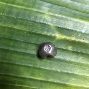 เม็ดเงินพดด้วงหนักหนึ่งบาท ตราครุฑ สมัย ร.2 ประมาณ ปี พ.ศ.2352 - 2367 .ตอกตราสวยงามคมชัดมาก - Image 2