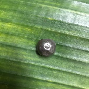 เม็ดเงินพดด้วงหนักหนึ่งบาท ตราครุฑ สมัย ร.2 ประมาณ ปี พ.ศ.2352 - 2367 .ตอกตราสวยงามคมชัดมาก - Image 3