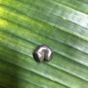 เม็ดเงินพดด้วงหนักหนึ่งบาท ตราครุฑ สมัย ร.2 ประมาณ ปี พ.ศ.2352 - 2367 .ตอกตราสวยงามคมชัดมาก - Image 4