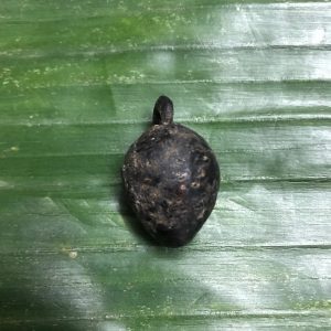 หมากทุย หลวงปู่เอี่ยม วัดหนัง ปิดทอง ลงรักเก่า มีห่วง สวยงามน่าไปเลี่ยมทองคล้องคอบูชา - Image 2