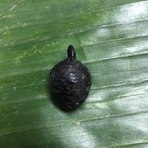 หมากทุย หลวงปู่เอี่ยม วัดหนัง ปิดทอง ลงรักเก่า มีห่วง สวยงามน่าไปเลี่ยมทองคล้องคอบูชา - Image 4