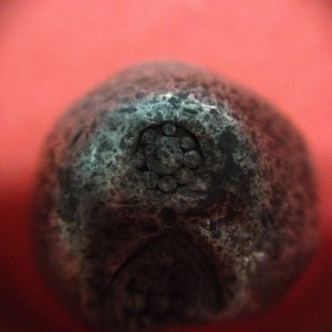 พดด้วงเม็ด 1 บาทสมัยพระนารายณ์ปี พ.ศ. 2199-2231 ตรา บัว หรือ พุ่มข้าวบิณฑ์ใต้จุดบนมีเส้นสองแฉก สวยคมชัด (เม็ดที่ 5) - Image 2