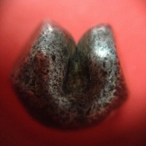 พดด้วงเม็ด 1 บาทสมัยพระนารายณ์ปี พ.ศ. 2199-2231 ตรา บัว หรือ พุ่มข้าวบิณฑ์ใต้จุดบนมีเส้นสองแฉก สวยคมชัด (เม็ดที่ 4) - Image 3