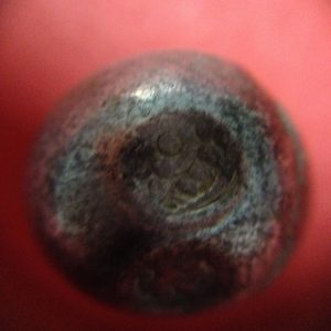 พดด้วงเม็ด 1 บาทสมัยพระนารายณ์ปี พ.ศ. 2199-2231ตราครุฑ สวยคมชัด (เม็ดที่ 3) - Image 3