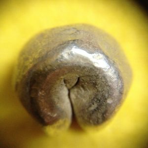 พดด้วงรัตนโกสินทร์เม็ดบาทสมัย ร.1 พ.ศ.2325-2352 (ตราอุณาโลม-กรงจักร )ตราสวยงามคลาสสิกเม็ดสีแก่ทองมาก เม็ดที่ 1 - Image 3