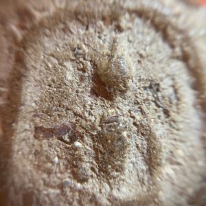 สมเด็จเนื้อว่านหลังยันต์ - Image 4