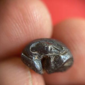 พดด้วงสมัยสุโขทัยเม็ดสองสลึงหายากมาก ตรา ช้างการ์ตูน - หอยสังข์  รอยบากขากว้าง สภาพคมชัดสวยงาม - Image 2