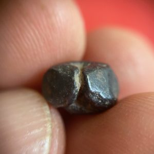 พดด้วงสมัยสุโขทัยเม็ดสองสลึงหายากมาก ตรา ช้างการ์ตูน - หอยสังข์  รอยบากขากว้าง สภาพคมชัดสวยงาม - Image 4