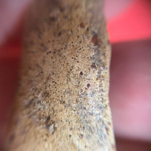 พระคงกรุเก่าวัดพระคงฤๅษี มีรอยแตกชำรุดขอบขวาด้านบน - Image 4