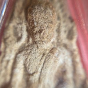 พระพุทธชินราชเนื้อดินออกสีขาวนวล คมชัดมีหน้าตา ดูเก่ามาก เลี่ยมอยู่ในกรอบพลาสติก - Image 3