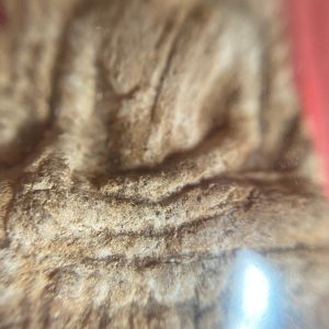 พระพุทธชินราชเนื้อดินออกสีขาวนวล คมชัดมีหน้าตา ดูเก่ามาก เลี่ยมอยู่ในกรอบพลาสติก - Image 4